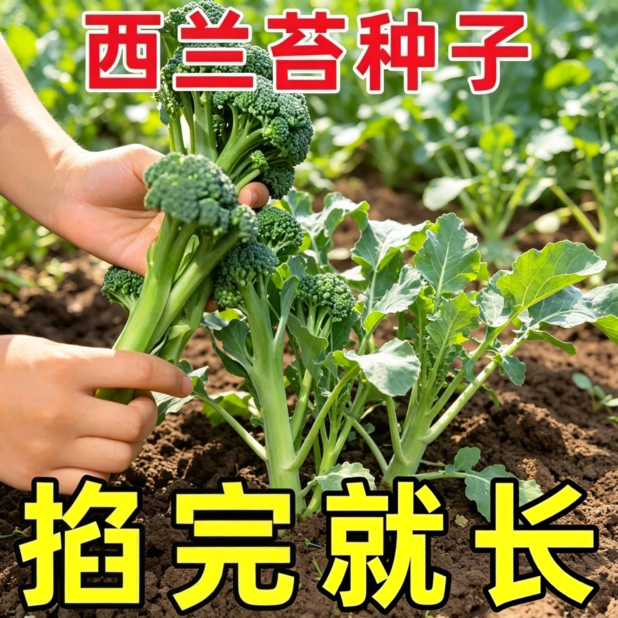 【多茬采收甜杆西兰苔】易种阳台盆栽农家高产耐热耐寒蔬菜种子wy