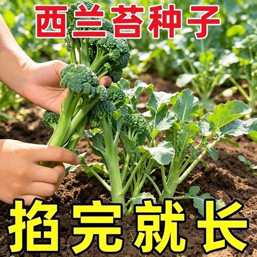 【多茬采收甜杆西兰苔】易种阳台盆栽农家高产耐热耐寒蔬菜种子wy