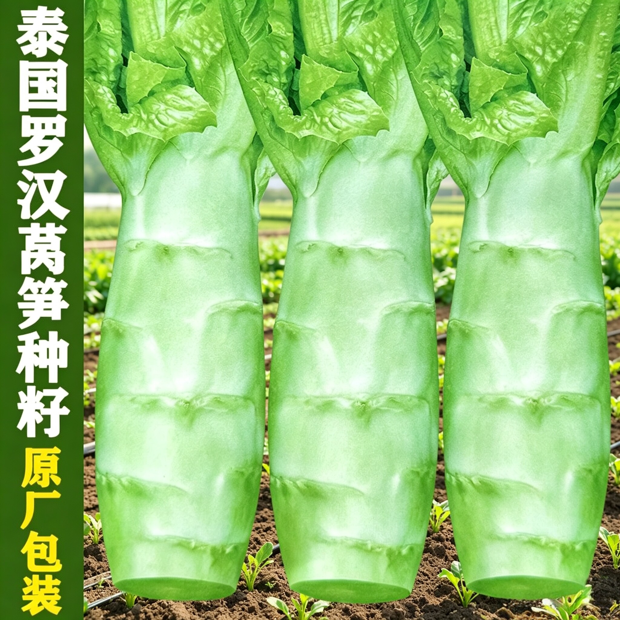 四川罗汉莴笋种籽圆叶粗壮莴苣鸡腿莴笋四季播耐热南方蔬菜种子wy