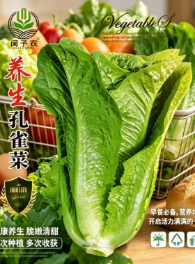 【孔雀菜种子】四季种生吃脆甜高营养直立生菜种子盆栽沙拉蔬菜wy