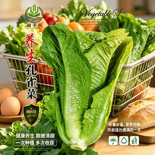 【孔雀菜种子】四季种生吃脆甜高营养直立生菜种子盆栽沙拉蔬菜wy