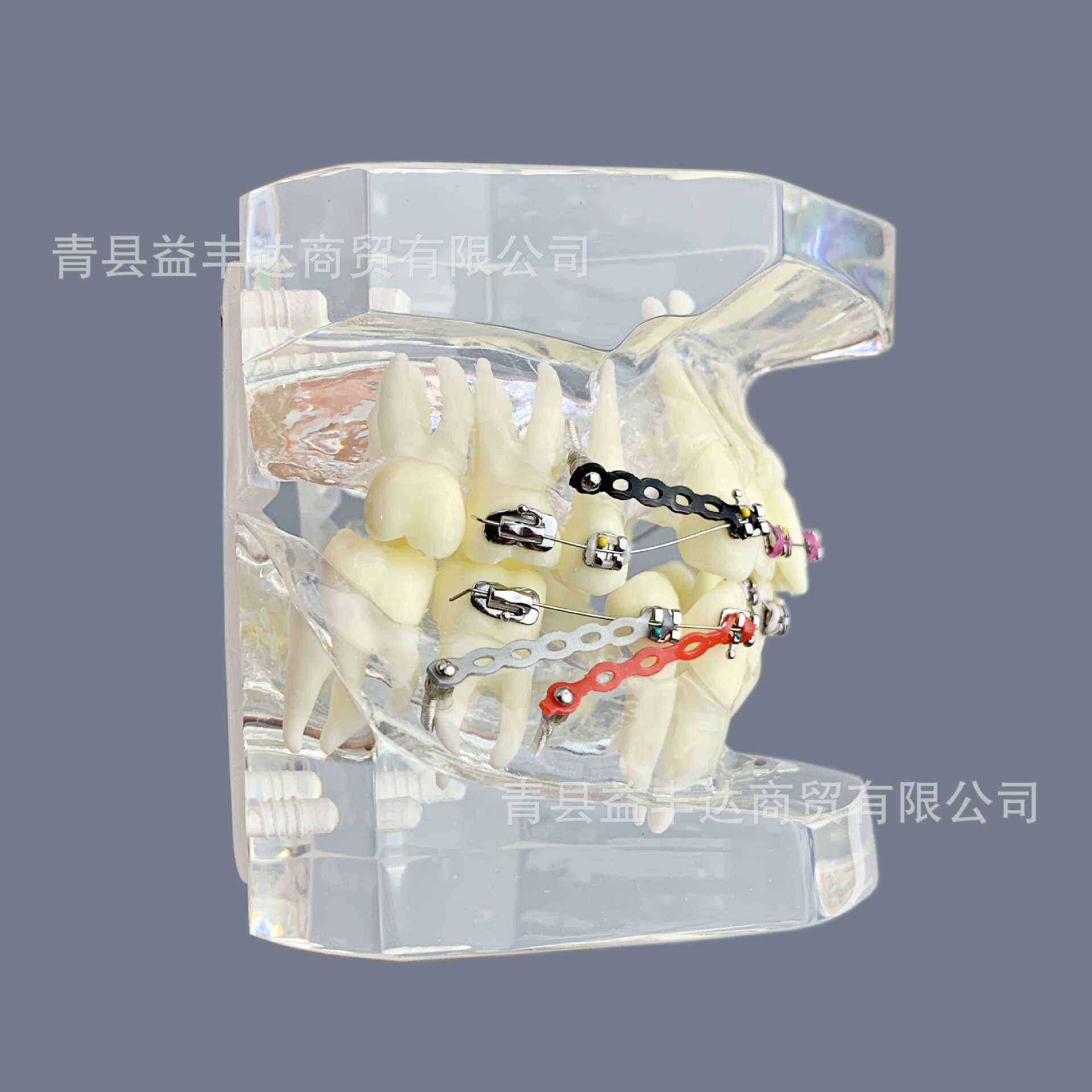 外贸产品M3005-3牙齿模型透明色模型牙齿模型