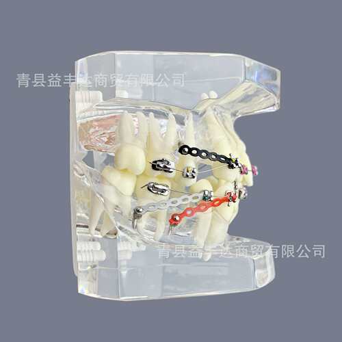 外贸产品M3005-3牙齿模型透明色模型牙齿模型