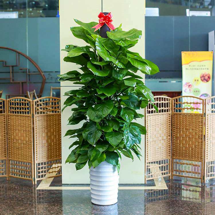 大绿萝柱 开业盆栽室内大型绿植客厅植物办公室落地装饰绿植