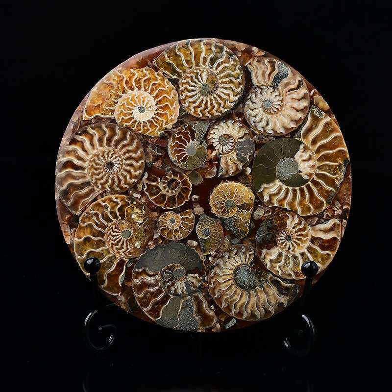 马达加斯加菊石螺盘化石风水摆件招财招财聚财海螺化石切片装饰SS