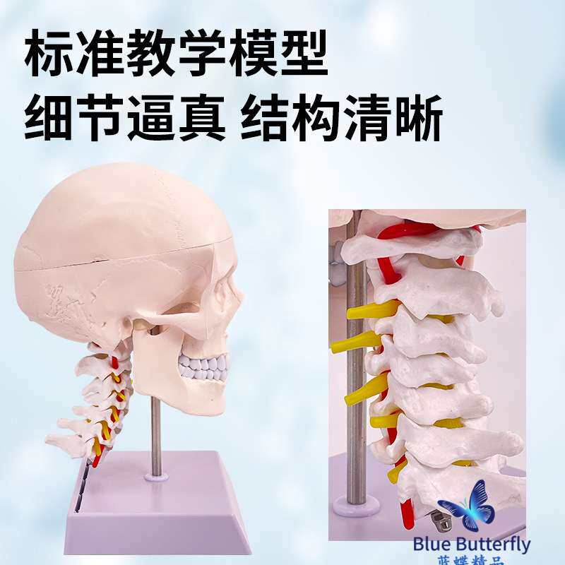 人体头骨模型 自然大头骨带颈椎附脑模型 头颅脑动脉模型 有支架