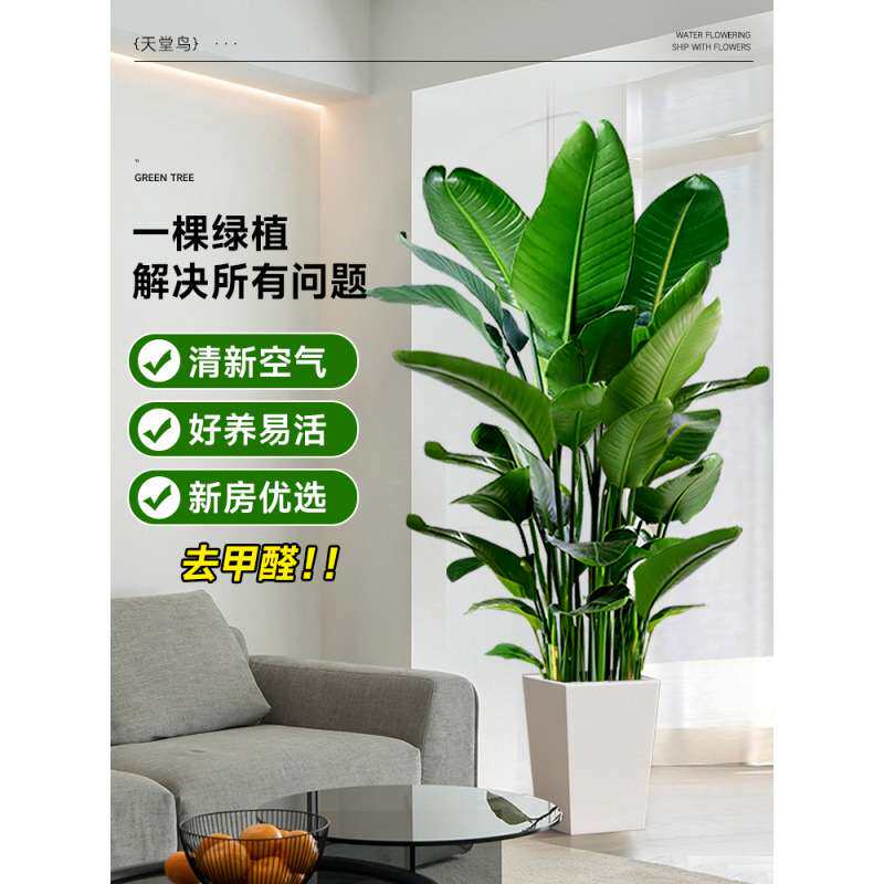 天堂鸟盆栽客厅大型绿植物办公室内落地鹤望兰四季常青好养去甲醛
