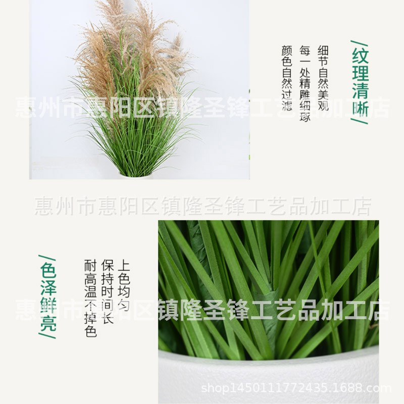 天然芦苇洋葱草盆栽真芦苇盆栽装饰商场酒店场景布置装饰摆件