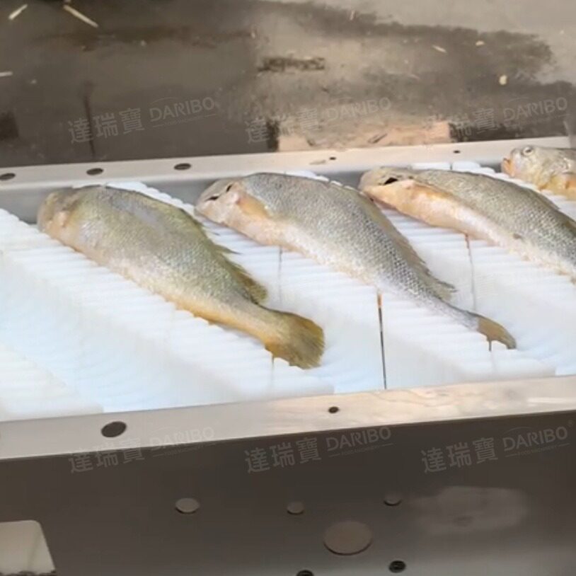 W加工鲜带鱼切段机鲤鱼切段机带鱼切块机刀鱼鳕鱼切片机水产加工