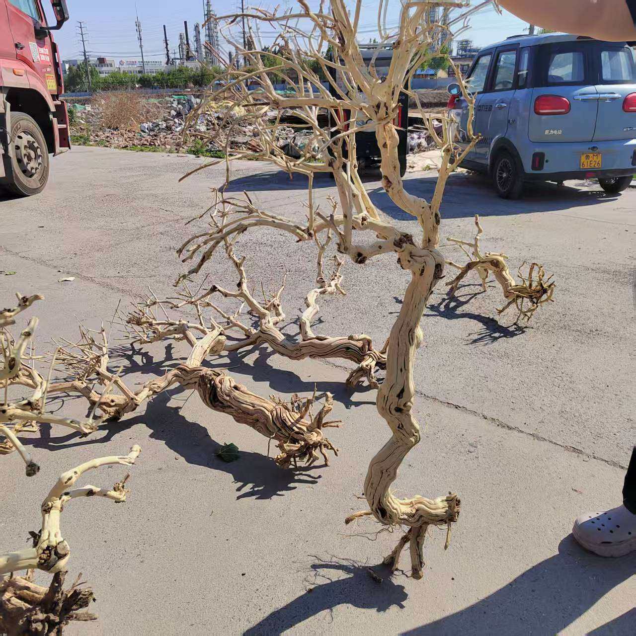 去皮金银花树造型树枝装饰树干枝枯树杆龙骨干造景树霸王根歪脖树