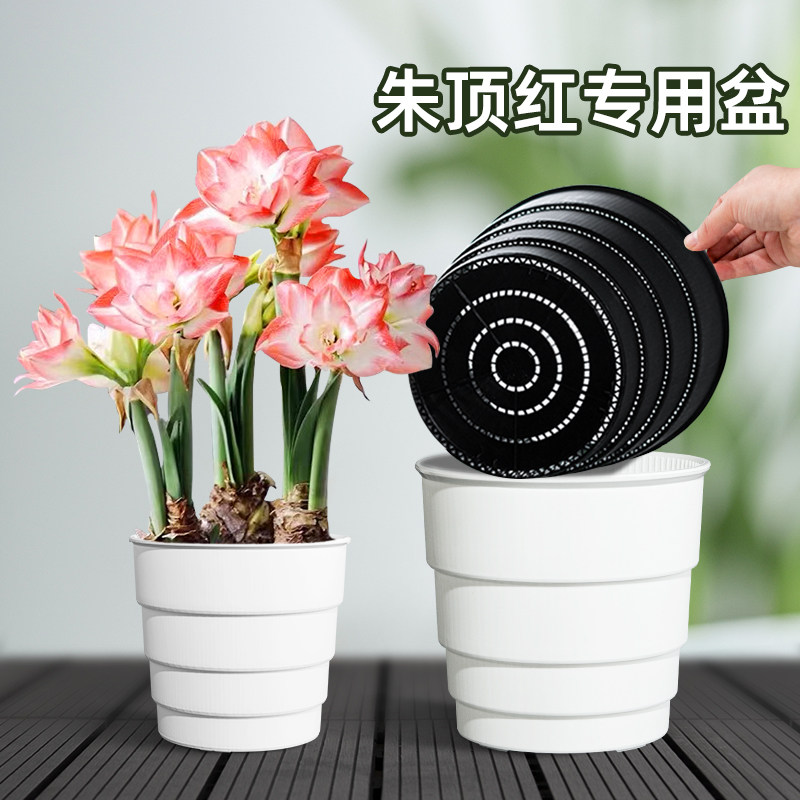 美莳球根朱顶红专用花盆树脂透气控根青山郁金香土培百合种球加厚图片