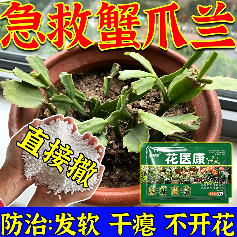 蟹爪兰急救发蔫软烂黄叶不开花