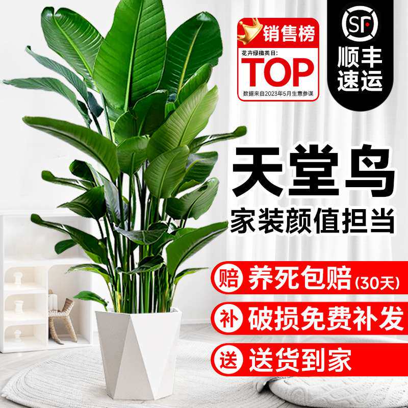 天堂鸟盆栽室内客厅大型绿植办公室大叶植物花卉鹤望兰去甲醛新房
