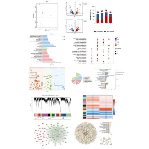 【真核转录组分析】RNA-seq/差异分析/GO/KEGG富集/WGCNA网路作图