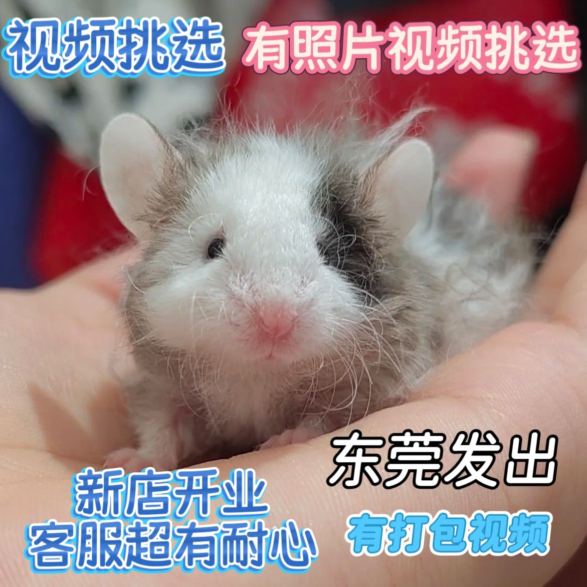 蓝色迷你花枝缎子鼠卷毛缎子粘人仓鼠