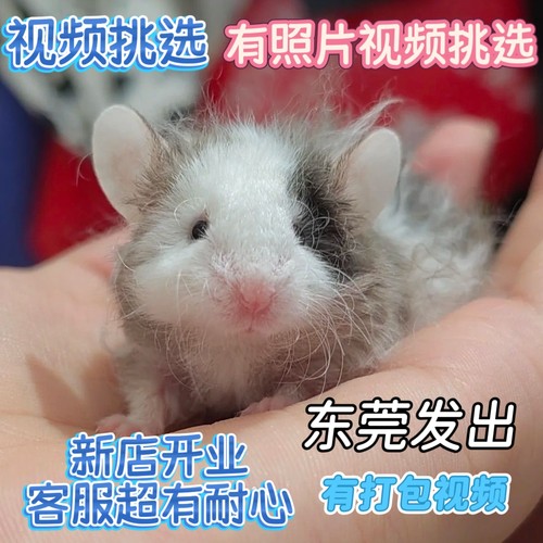 蓝色迷你花枝缎子鼠卷毛缎子粘人宠物活物亲人宿舍迷你顺丰包邮