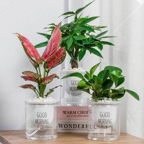 水培植物发财树金钱树文竹富贵竹小盆栽植物室内好养花卉绿植桌面