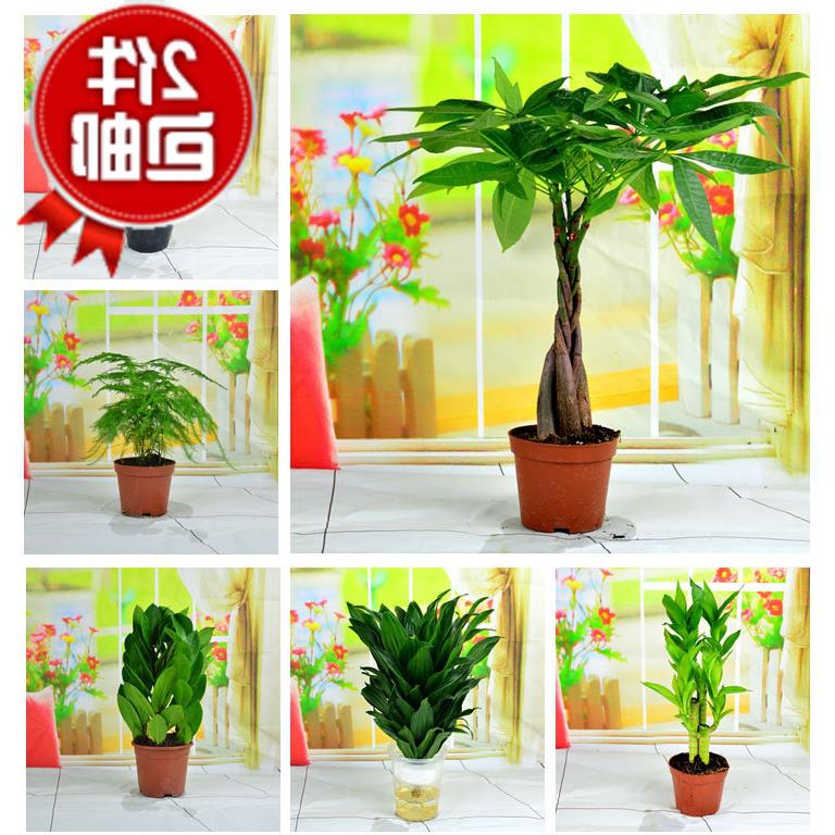 发财树盆栽富贵竹粉掌人参榕金钱树鸿运当头文竹室内绿植盆栽