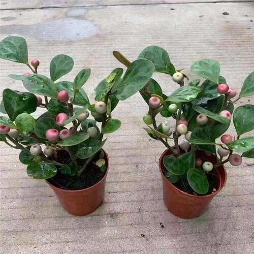 小盼绿菩提树栽厅盆带果发货内花卉客办公室植室桌面摆件植物
