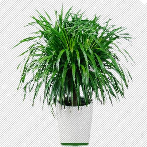 龙须树大型绿植多头龙血树龙铁树发财树室内客厅盆栽花卉植物盆景