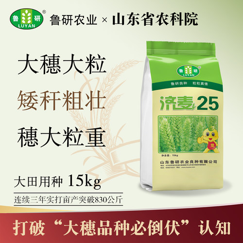 超大穗头！矮杆抗倒！农科院麦种