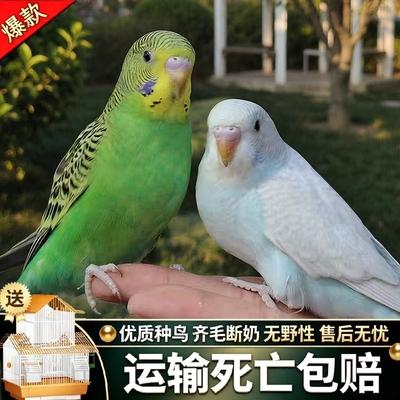 鹦鹉活鸟活物虎皮鹦鹉会学说话的鸟类宠物鸟云斑小型家养小鸟活体