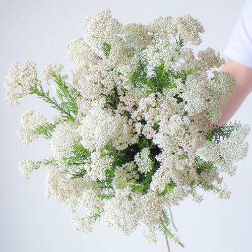 米花鲜花花束水养米花鲜切花瓶插花客厅室内观赏鲜花云南基地直发