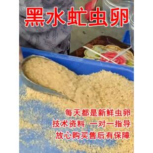 优质黑水虻虫卵50克包邮凤凰虫卵豆渣育虫卵喂鸡喂鱼送技术可孵化