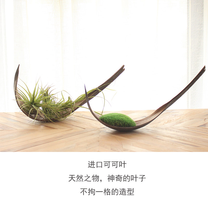 进口可可叶干花花盆空气凤梨永生苔藓桌面摆件花艺装饰室内软装