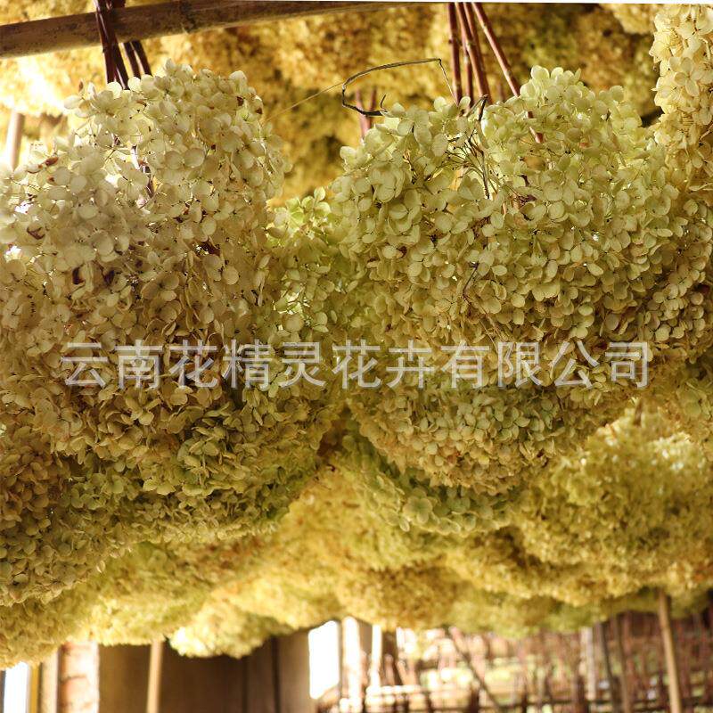 安娜绣球干花 秋色木绣球大叶绣球干花 几吊顶装饰拍摄道具干
