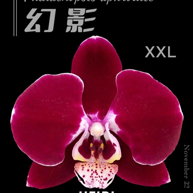 幻影米歇尔蝴蝶兰3.5杯苗带花剑室内花卉冬品种花型包对版
