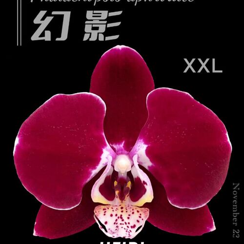 幻影米歇尔蝴蝶兰3.5杯苗带花剑室内花卉冬品种花型包对版
