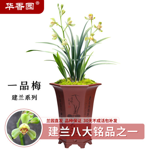 华香园兰花 一品梅 盖梅 建兰八大名品之一 浓香型 不带花苞