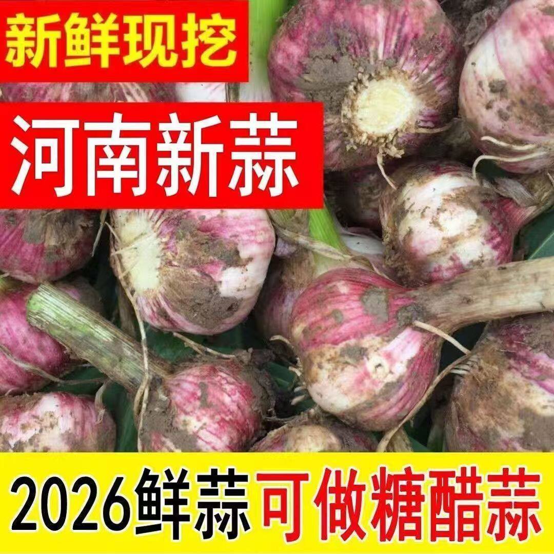 2026现挖紫皮大蒜湿蒜鲜蒜新鲜大蒜头腌制嫩蒜红皮蒜蔬菜生蒜