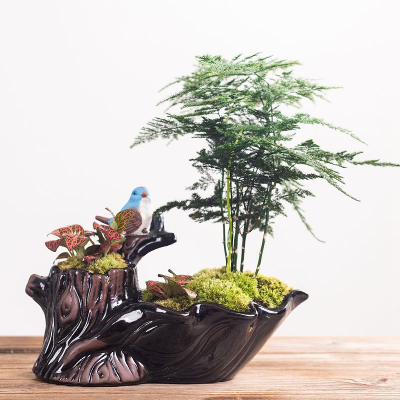 文竹栽盆好养绿植办公客厅玄关茶几净化空气花卉招财陶瓷桌面摆件