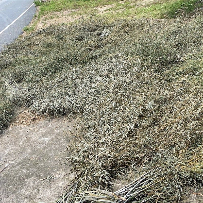 竹扫把原材料竹枝