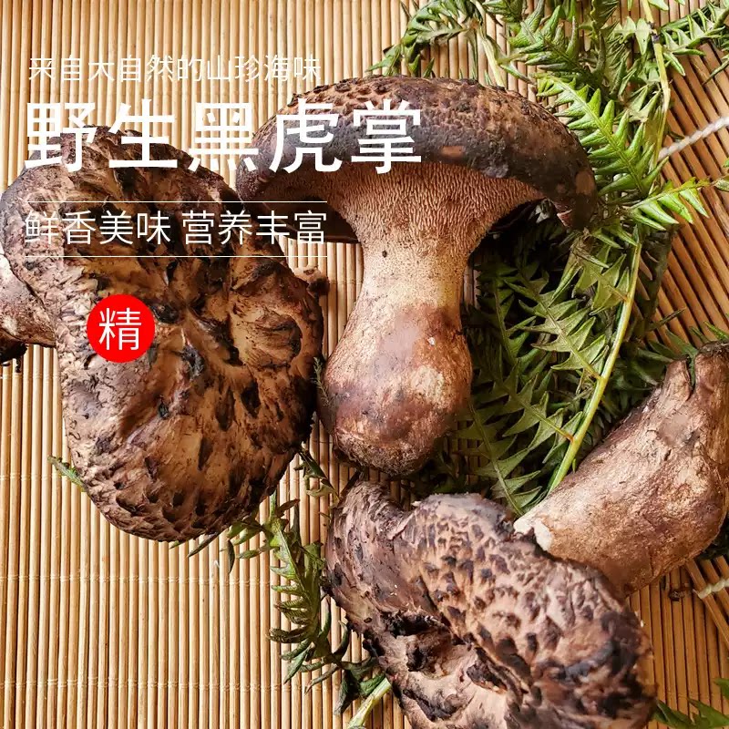 云南野生黑虎掌新鲜菌菇鲜香美味