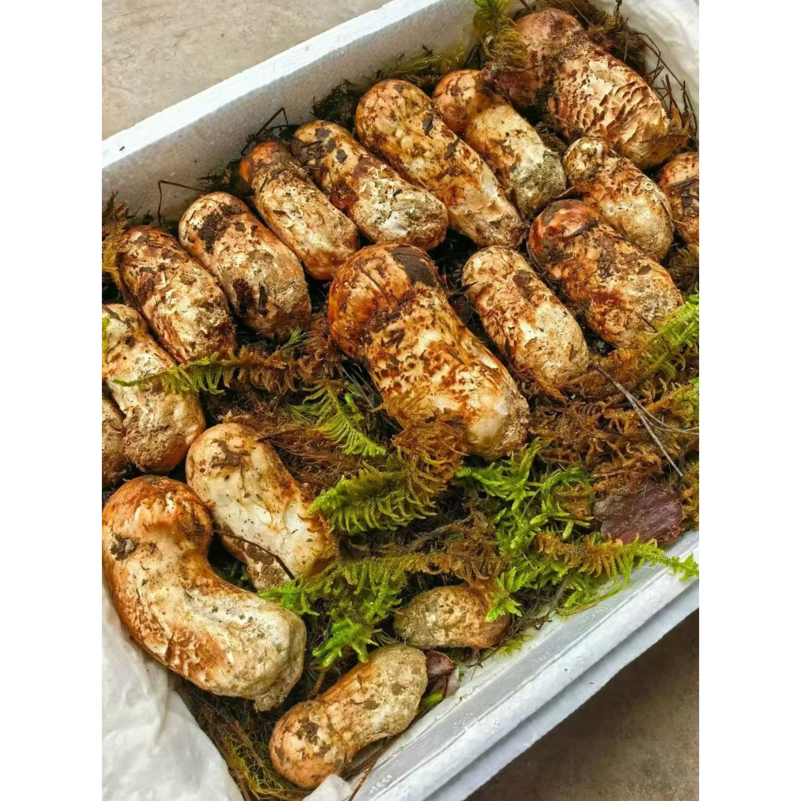 云南野生菌新鲜松茸一级韩标