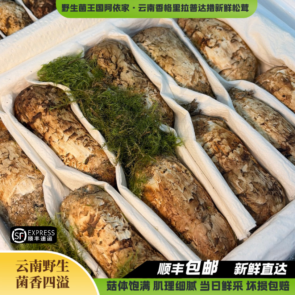 新鲜松茸云南纯野生菌香格里拉精品松茸不开伞出口级现货顺丰空运