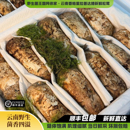 云南野生菌新鲜松茸一级韩标