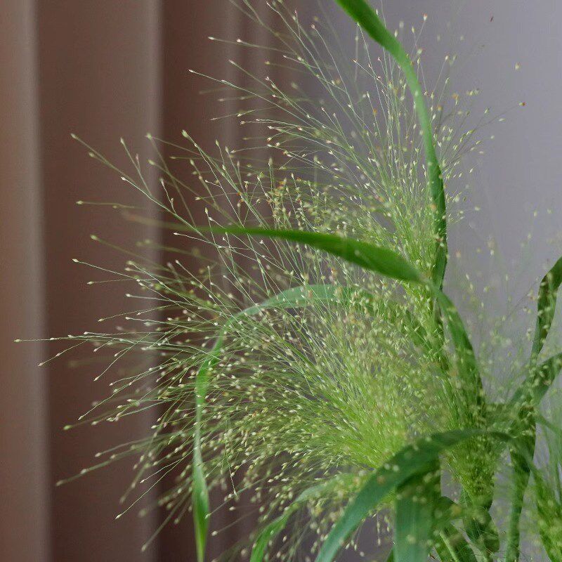 新鲜喷泉草鲜花云南直发鲜切花夏天水培绿植室内插花配草小野花