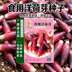 【新品！包邮】食用洋荷芽种球四季种植家庭阳台小院盆栽地栽xy