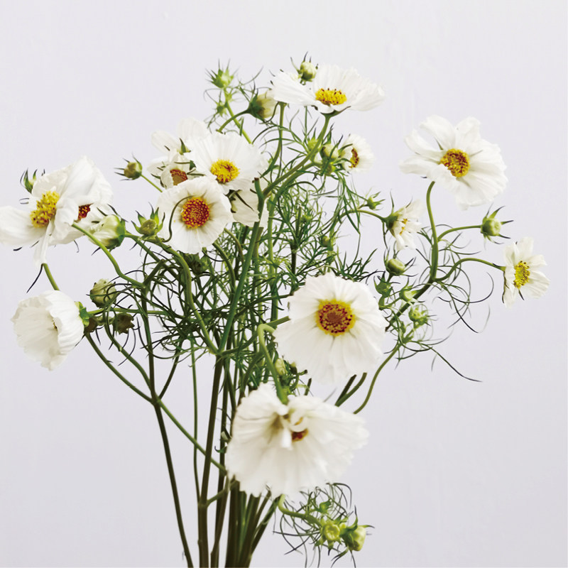 格桑花鲜花波斯菊小清新自然风家庭瓶插花艺婚庆节日装饰手捧花束