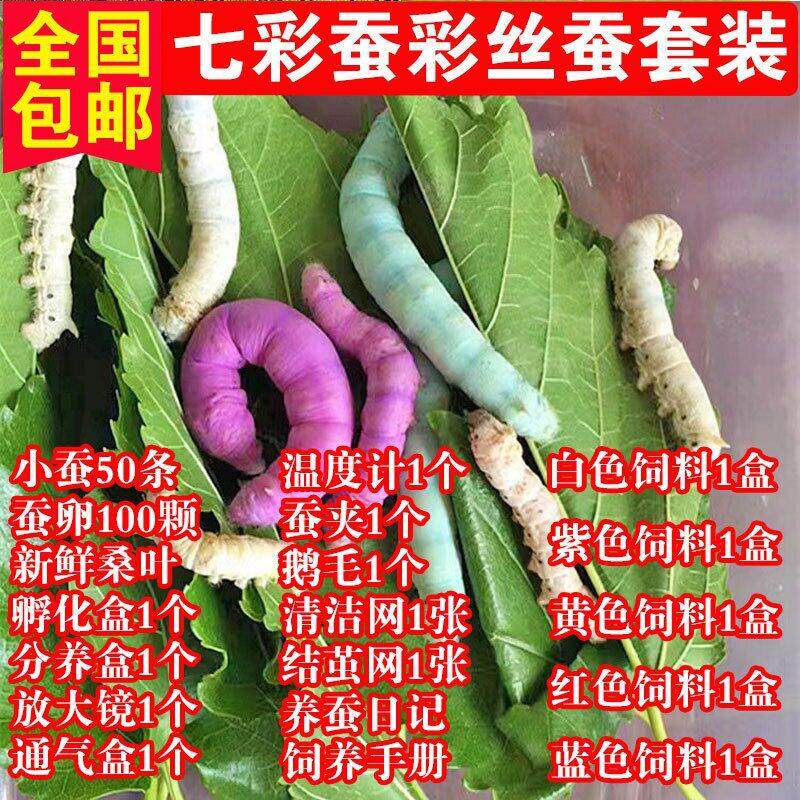 蚕学生养蚕套装蚕卵蚕种幼蚕大蚕龄送新鲜桑叶彩色白幼蚕