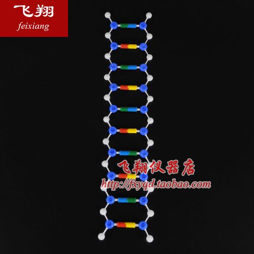 DNA分子双螺旋结构模型CGAT碱基对遗传基因小学科学初中高中生物