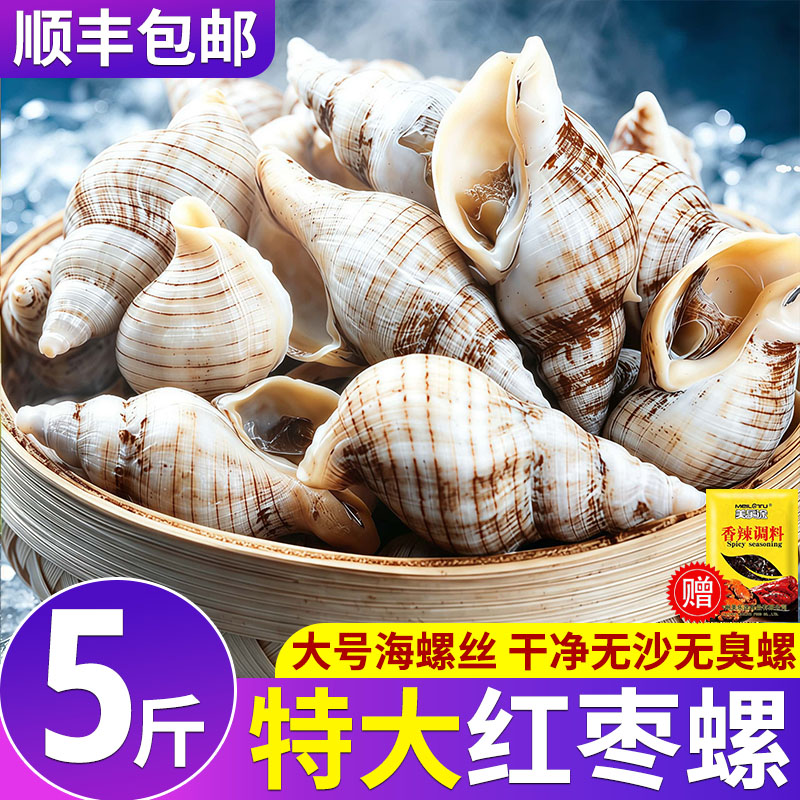 红枣螺贝贝螺鲜活冷冻海螺丝大号海螺花螺香螺海瓜子生鲜贝类水产