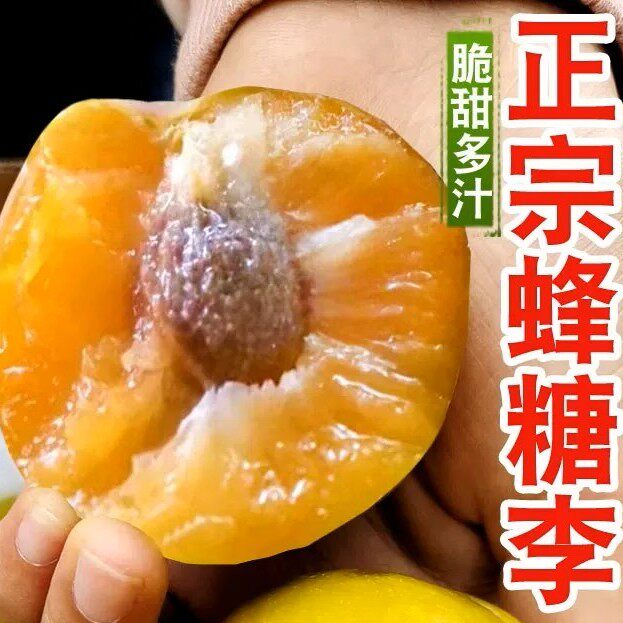 正宗四川蜂糖李新鲜现摘脆甜脱骨李子当季孕妇水果顺丰包邮