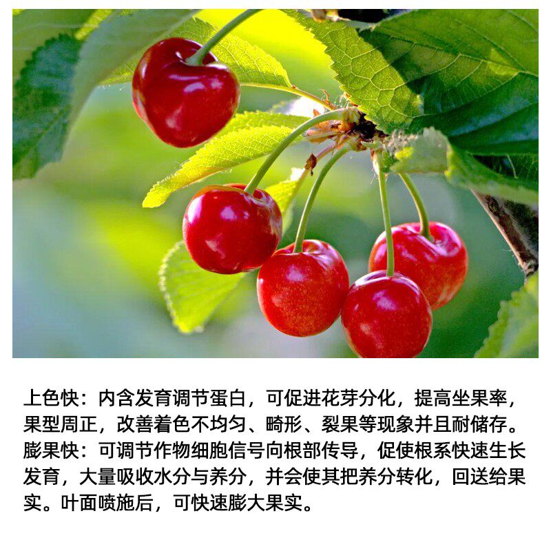 农夫 膨果一小罐 蔬菜甜瓜西瓜草莓茄子辣椒膨大果实上色增产50克