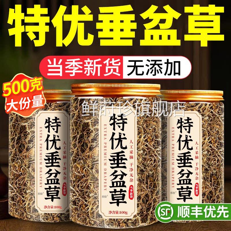 垂盆草中药材的功效与作用野生养肝护肝中草药正品官方旗茶舰店xl