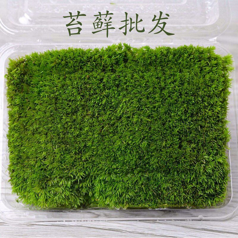 苔藓微景观 风干\新鲜白发藓小白发 配件素材 盒装 室内苔藓墙